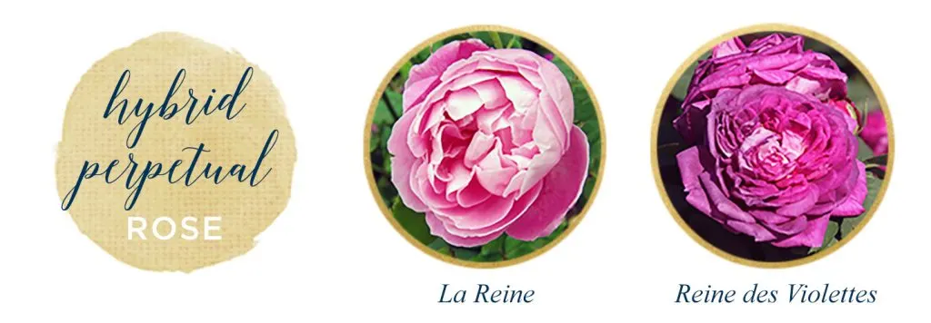 Types of Roses: A Visual Compendium