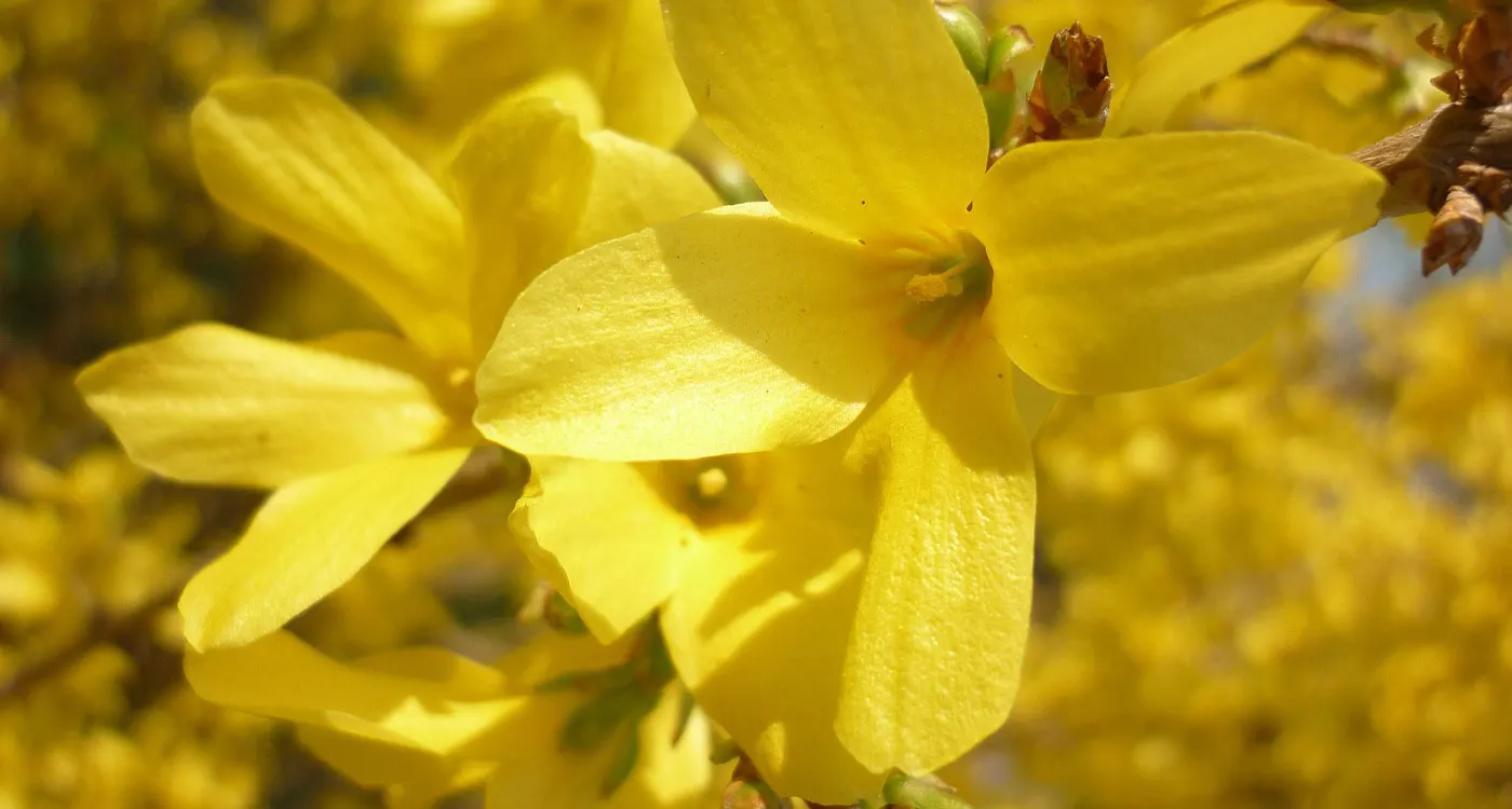 Kentucky State Flower - The Goldenrod
