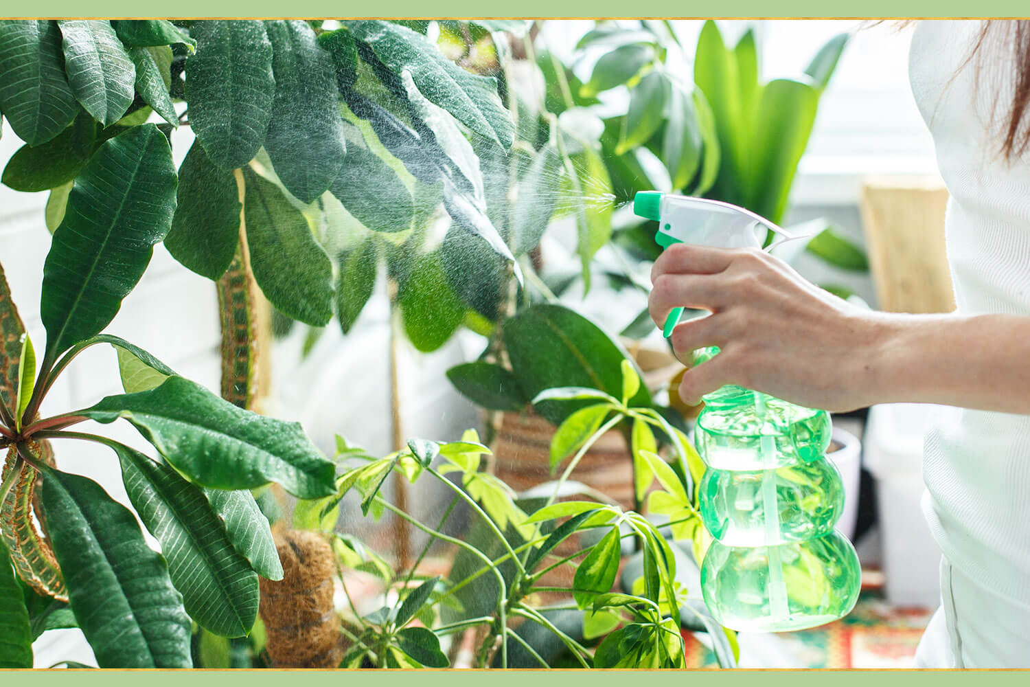 spraying green plants with water