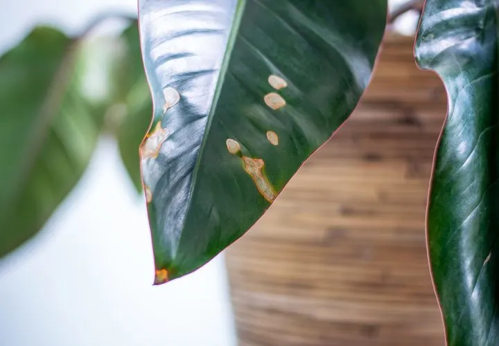 15 Common Indoor Plant Problems: Treatment, Prevention and Care Tips