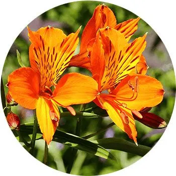 orange-alstroemeria