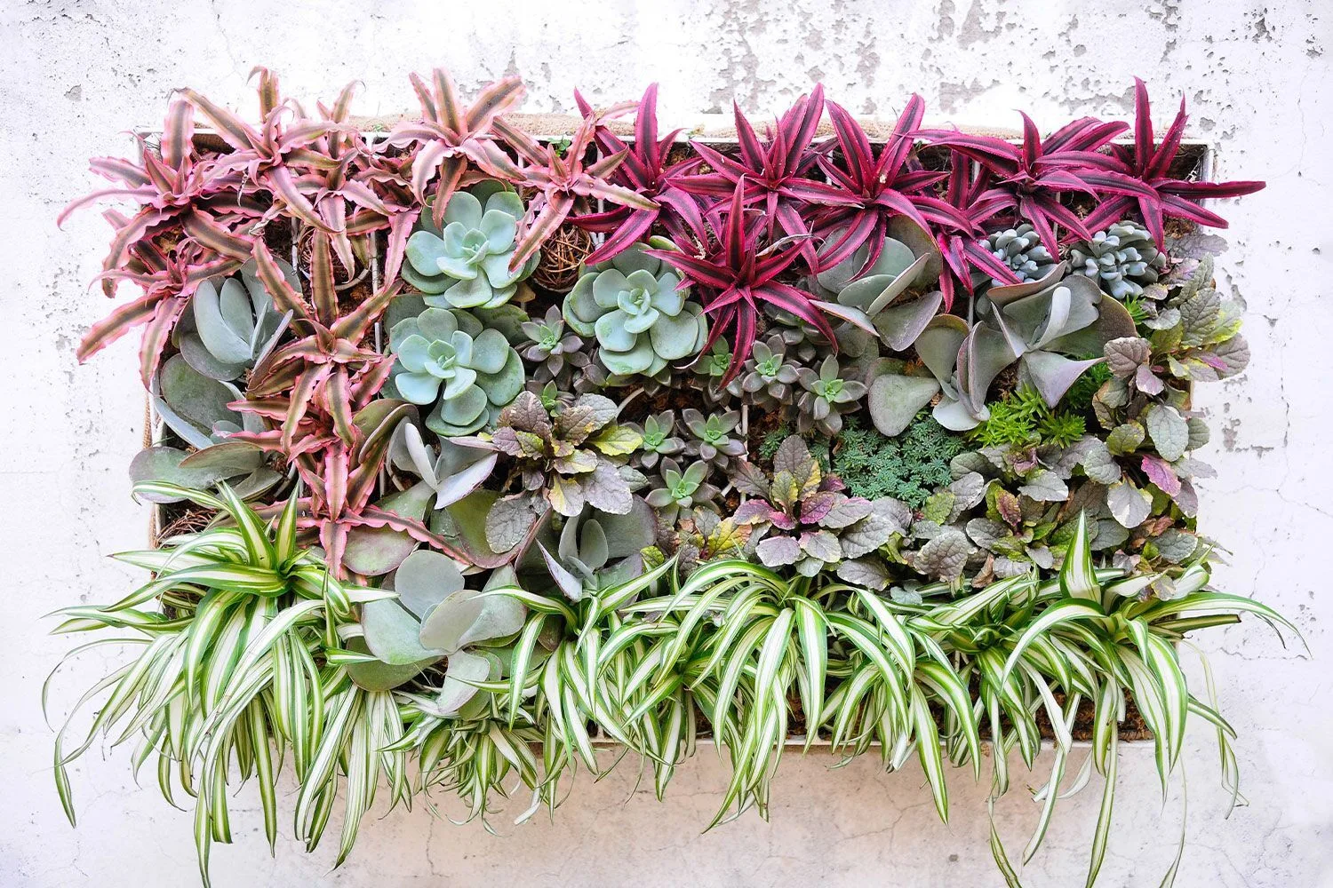 best-plants-for-living-wall