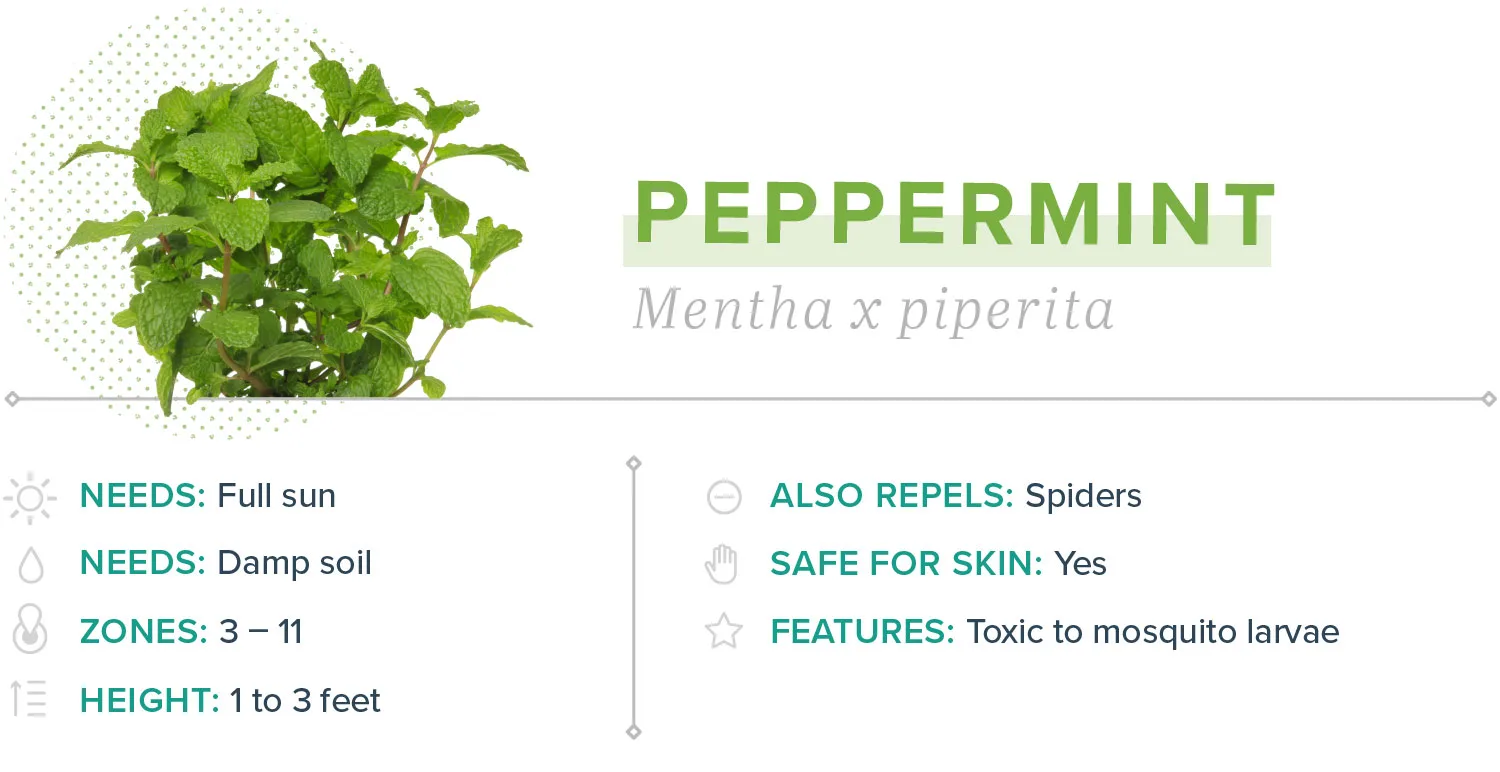 mosquito-repelling-plants-11-peppermint