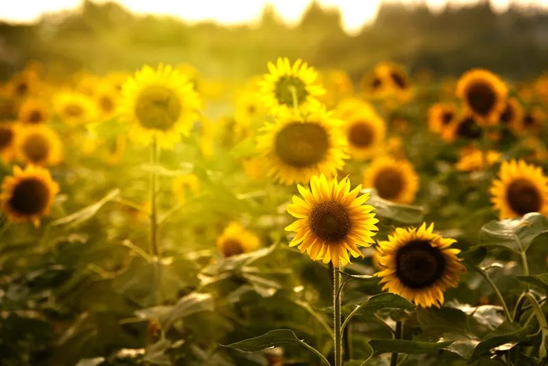 Allergy-Guide-sunflowers