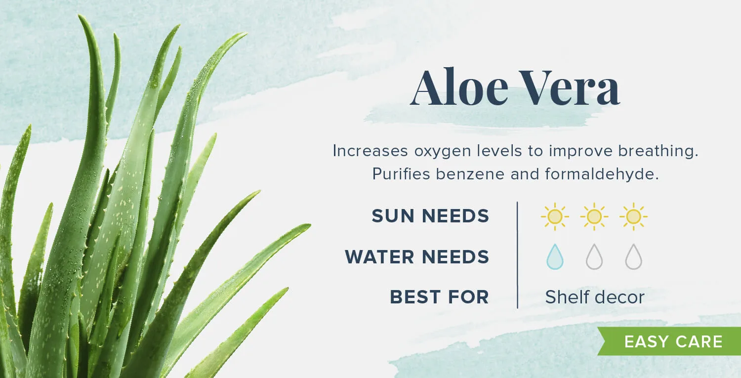 Plants-That-Help-You-Sleep-Aloe-Vera