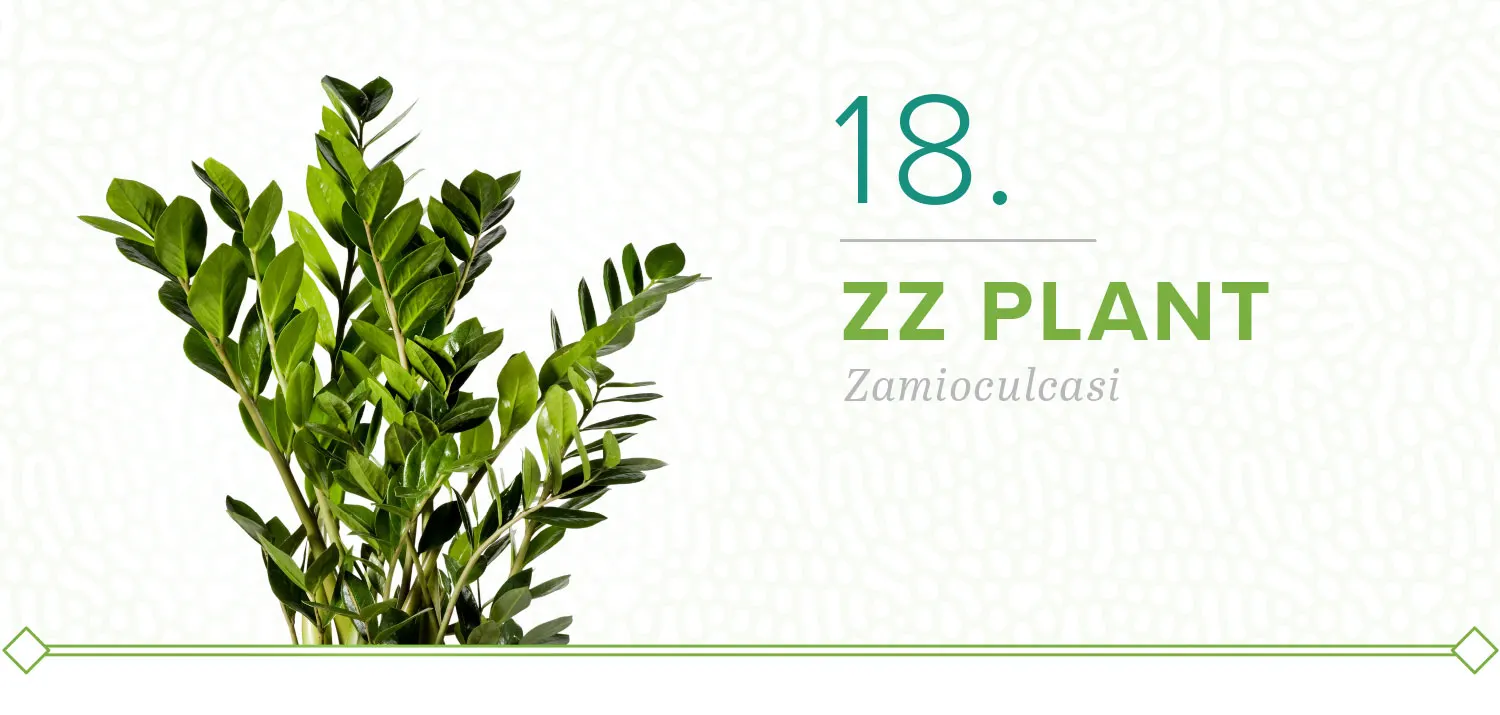 plants-that-dont-need-sun-18-zz-plant
