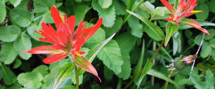 Wyoming State Flower - The Indian Paintbrush