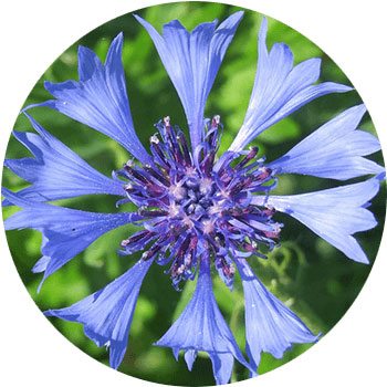 blue plant names