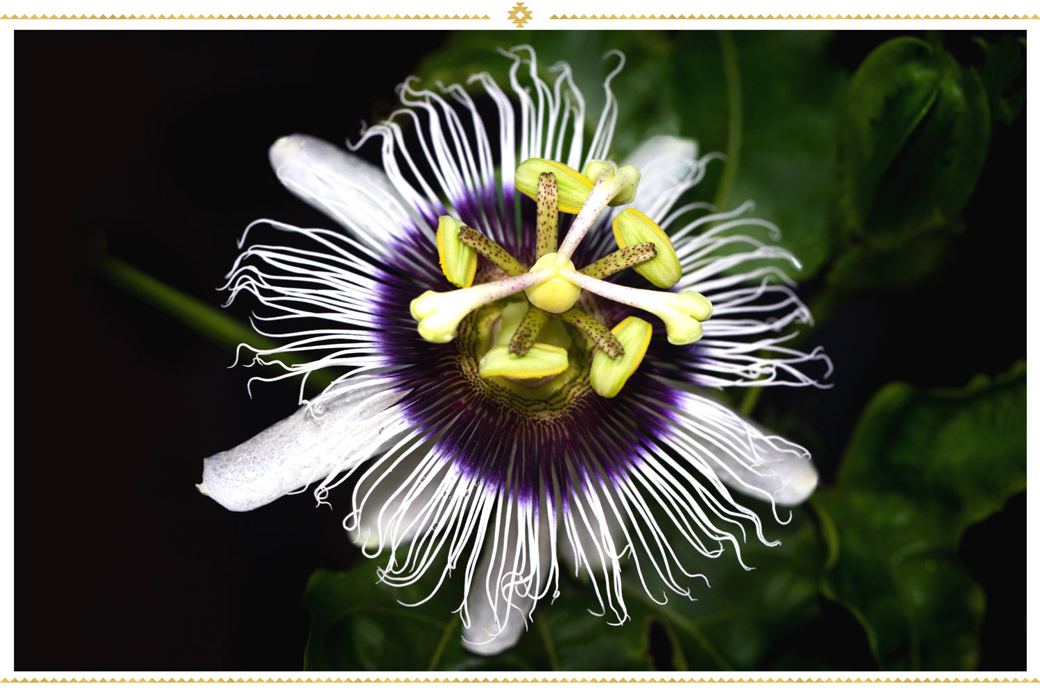 Manta Picnic (Mexican Flowers)