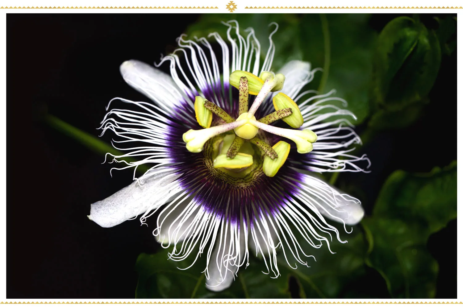 mexican-flowers-mexican-passion-flower