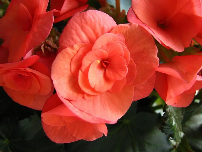 begonias-blog