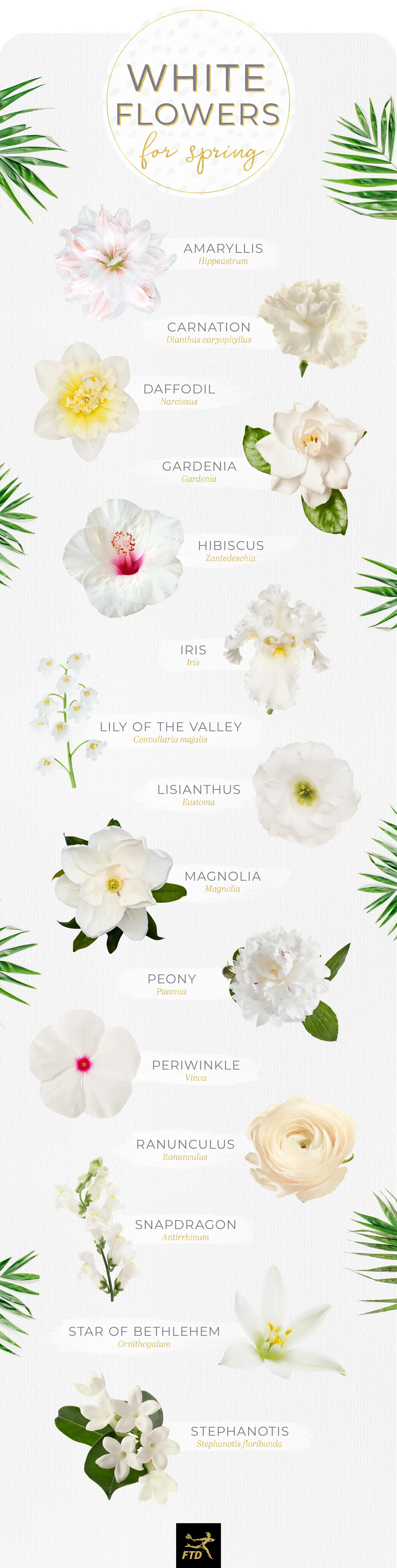 40 Types of White Flowers