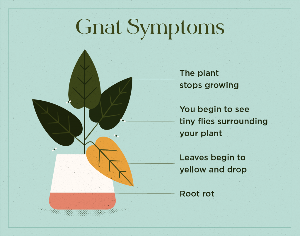 How to Get Rid of Gnats in Plants  Plantas domésticas interiores, Cultivo  de hortalizas, Plantas