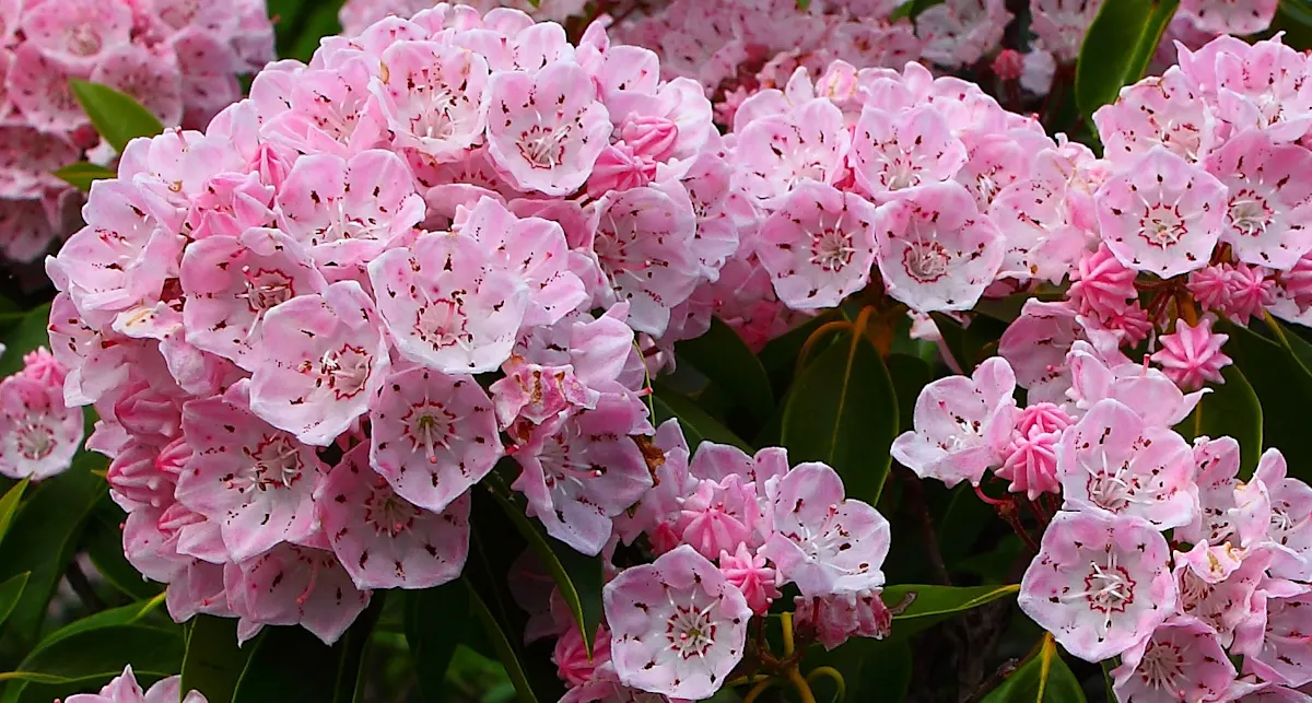 Connecticut State Flower - Mountain Laurel - ProFlowers Blog