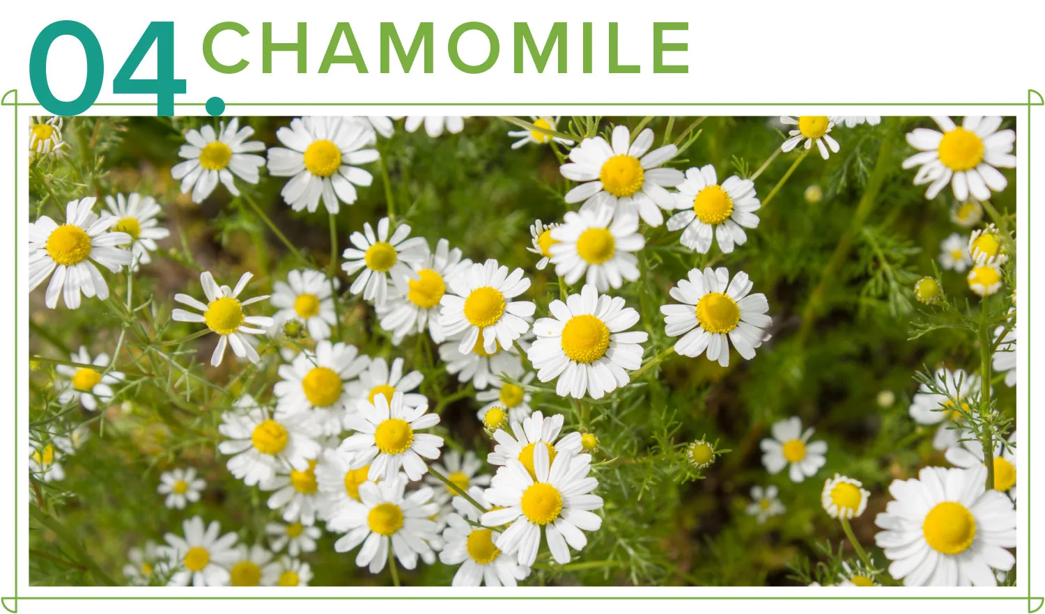 medicinal-plants-04-chamomile