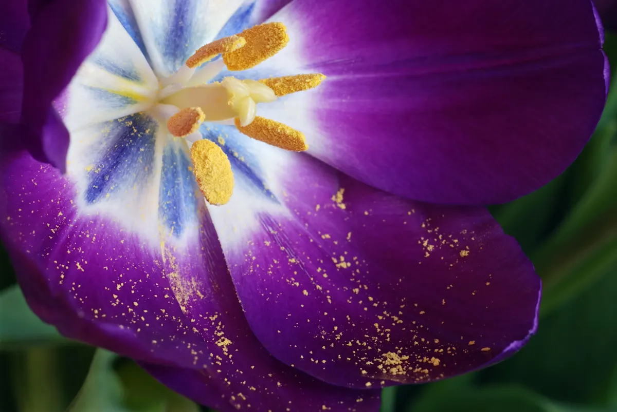 Why Do Flowers Need Pollen? ProFlowers Blog