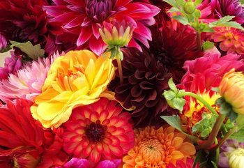 How Many of the Most Popular Flowers can You Name? - ProFlowers Blog