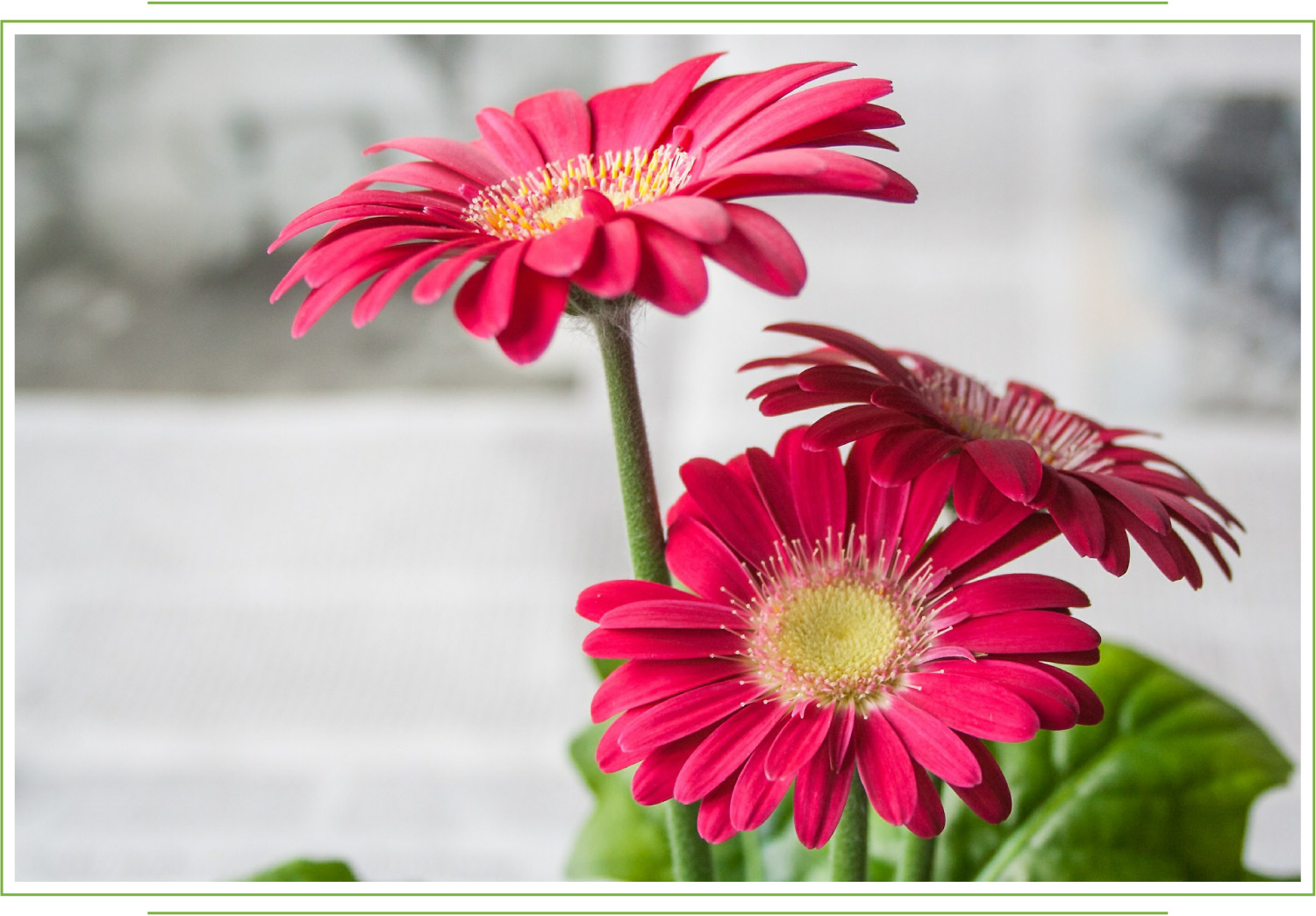 Growing Gerbera Daisies Outdoors