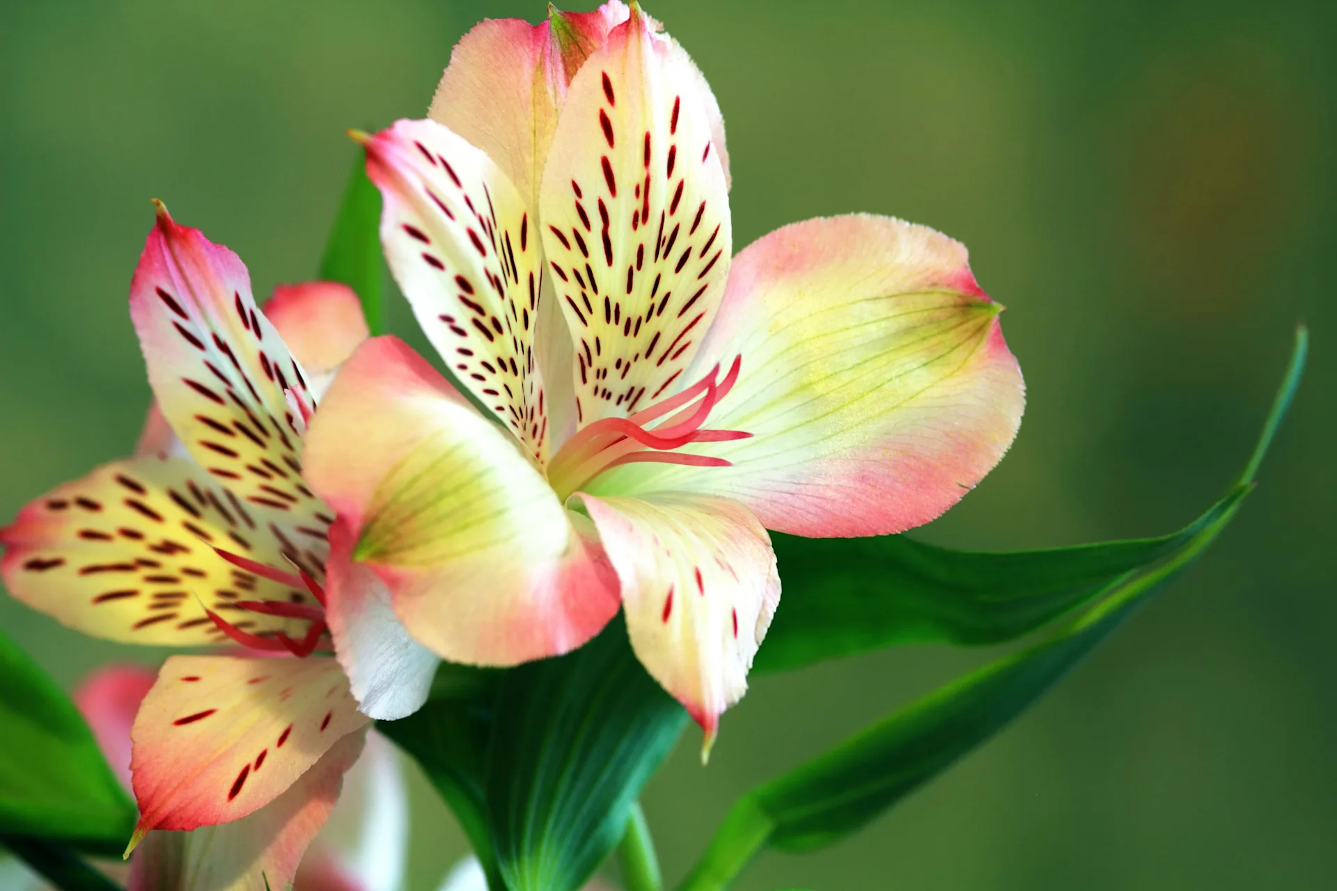 Flower Glossary: Alstroemeria