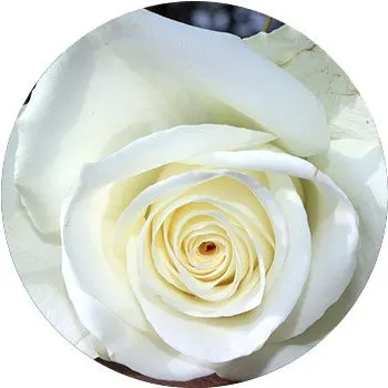 white-rosa