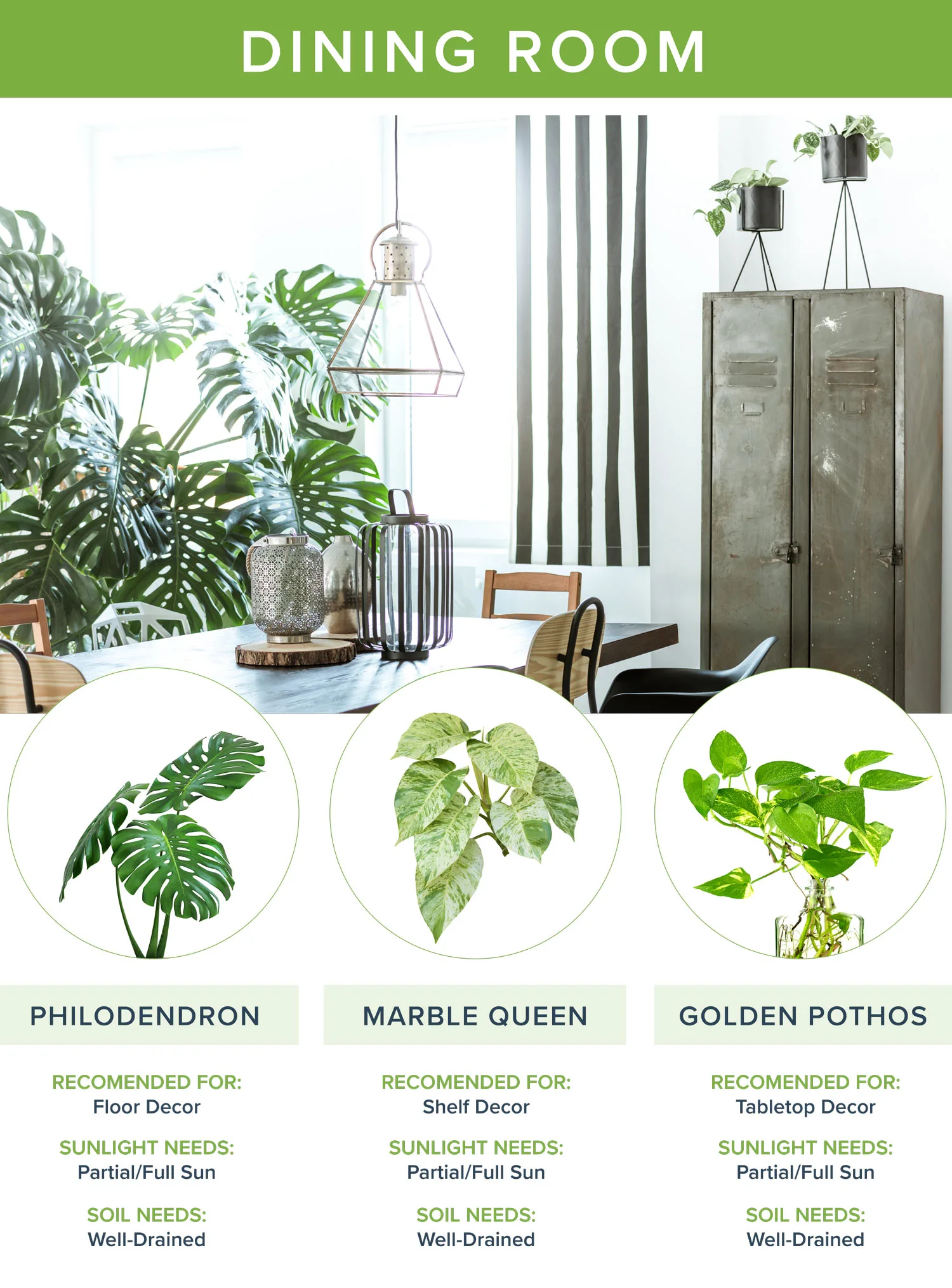 best-house-plants-dining-room-1