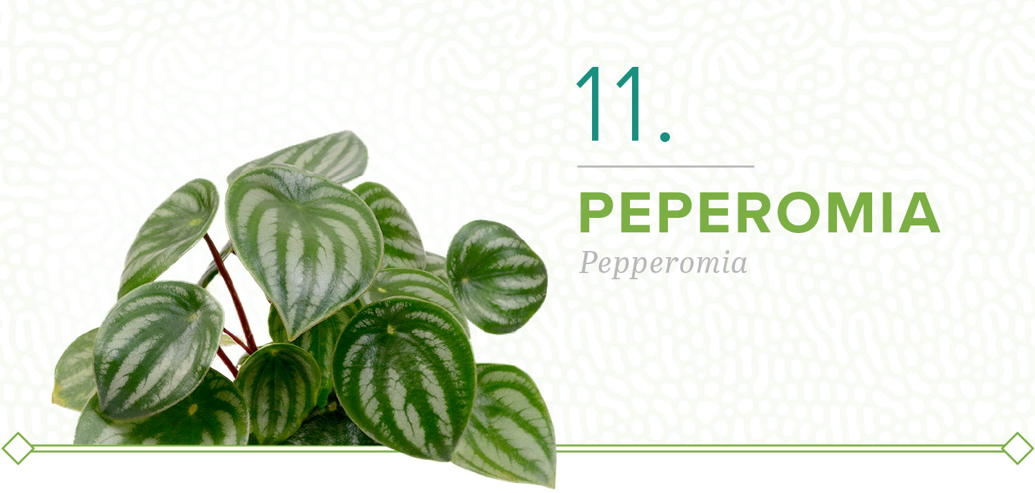 pepperomia plants that don't need sun