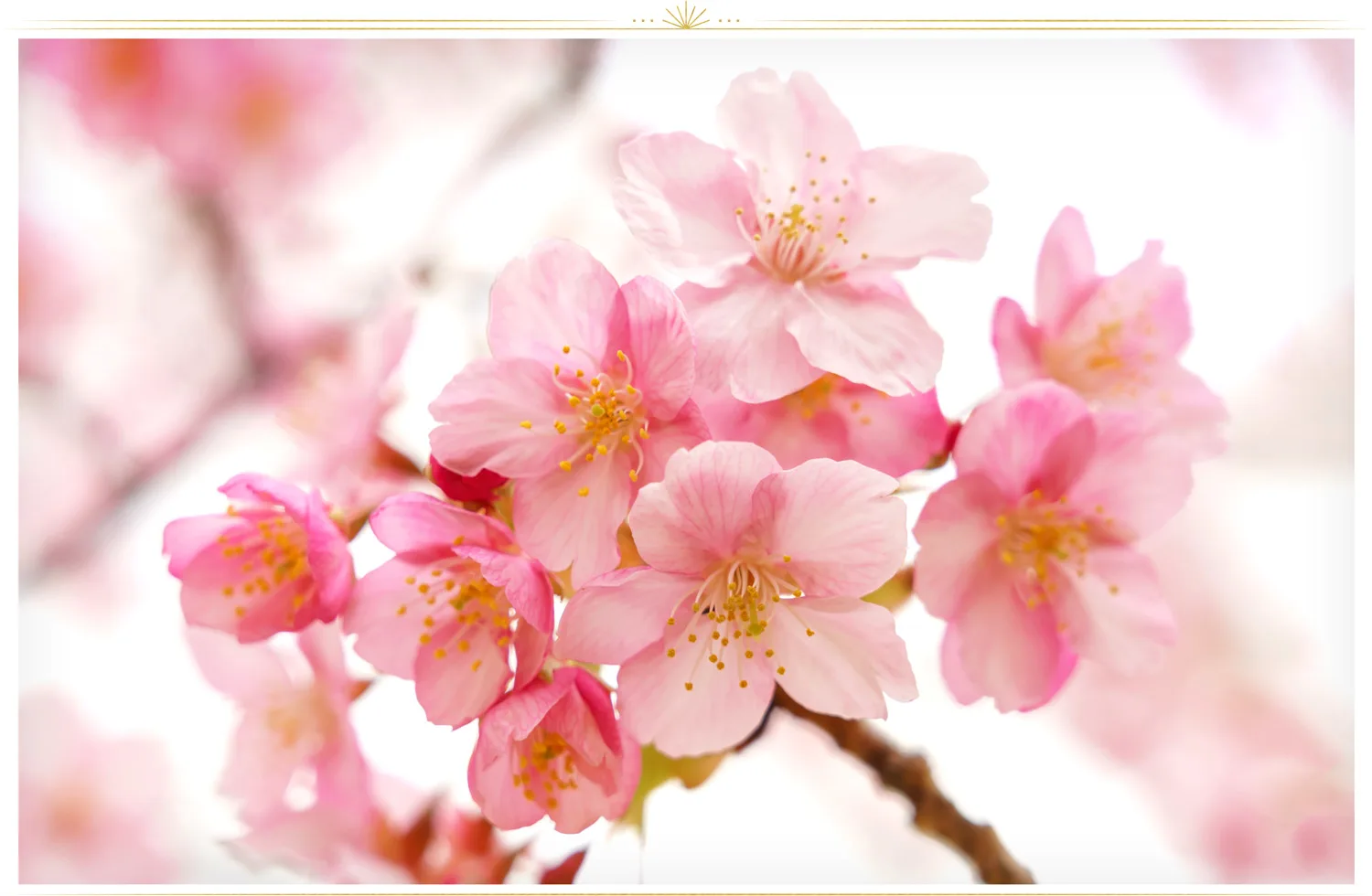 pink-flowers-cherry-blossom-1