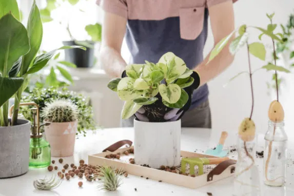 Houseplant Care Guide: Tips to Keep Your Plants Alive