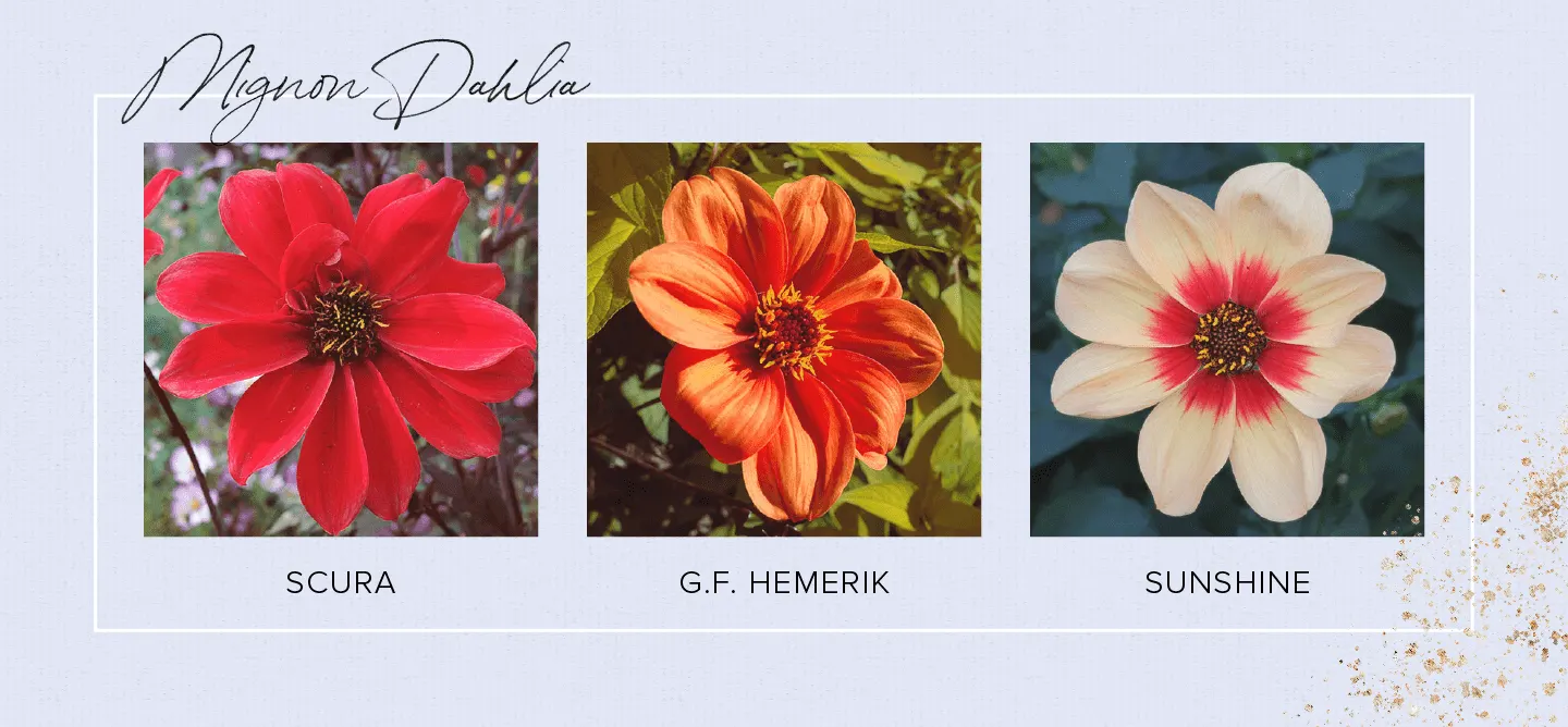 33 Types of Dahlias to Brighten Up Your Garden