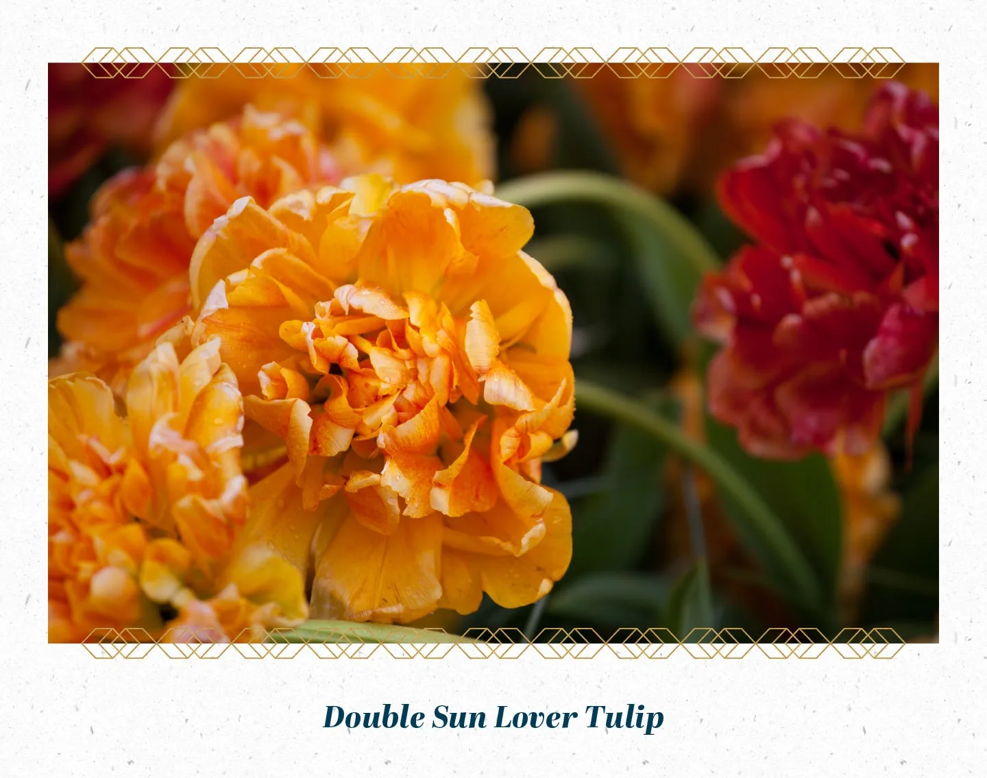double-sun-lover-tulip-min