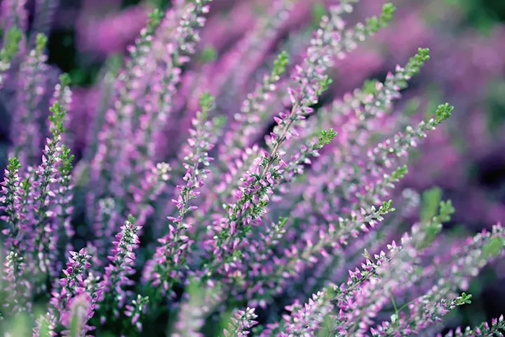 Heather Flower Meaning and Symbolism