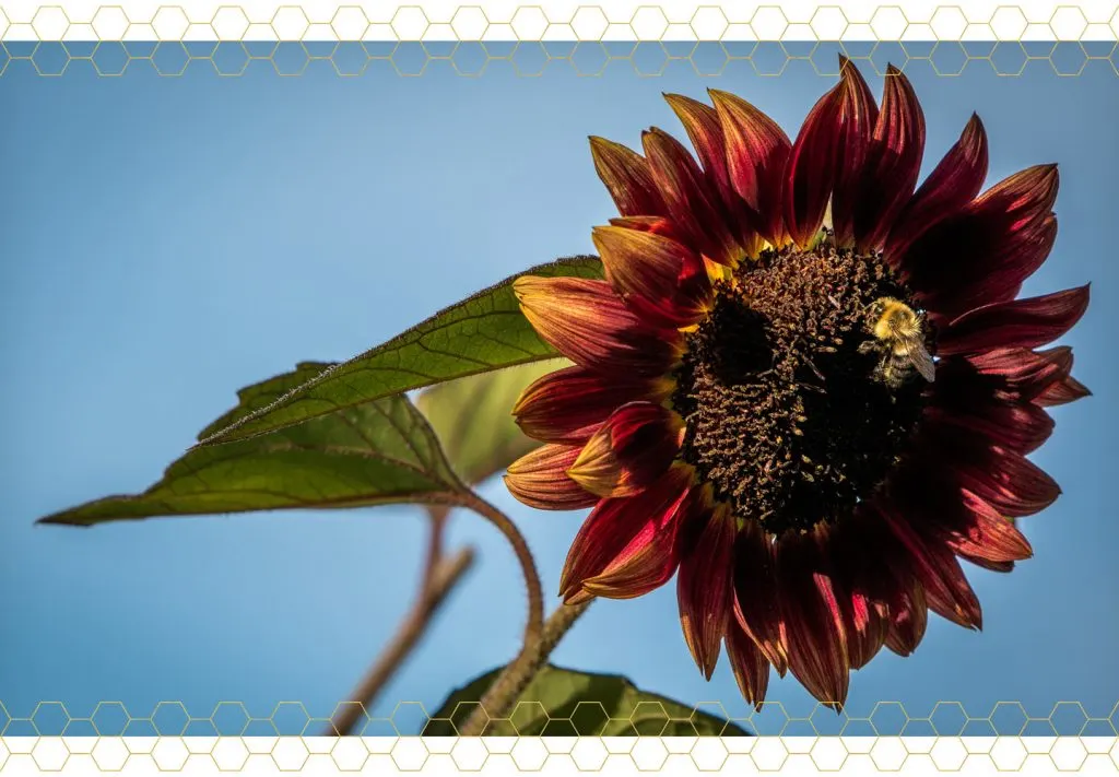 sunflower-care-guide-fertilizer-1024x711