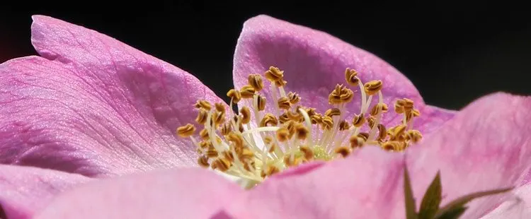 North Dakota State Flower - The Wild Prairie Rose