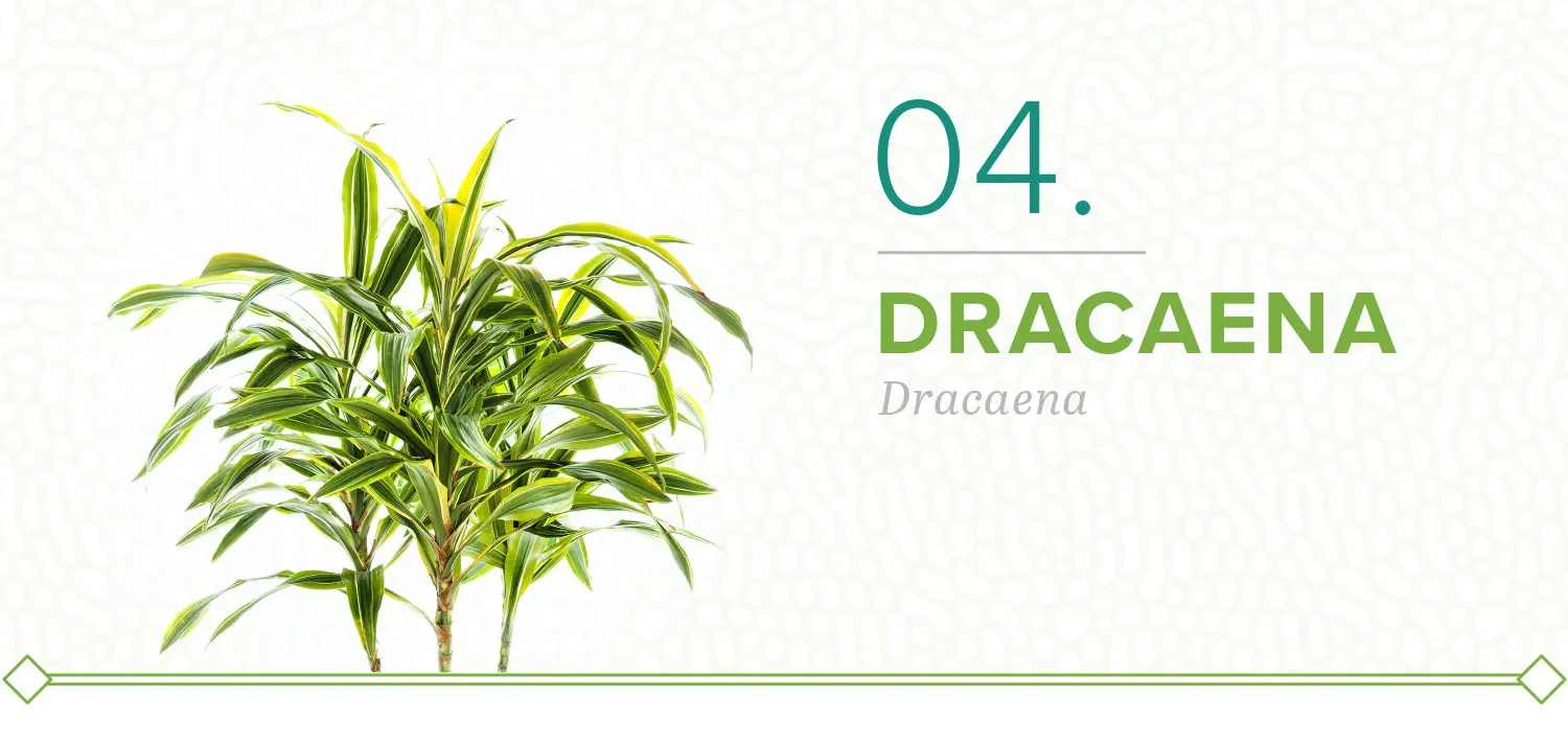 plants-that-dont-need-sun-04-dracaena