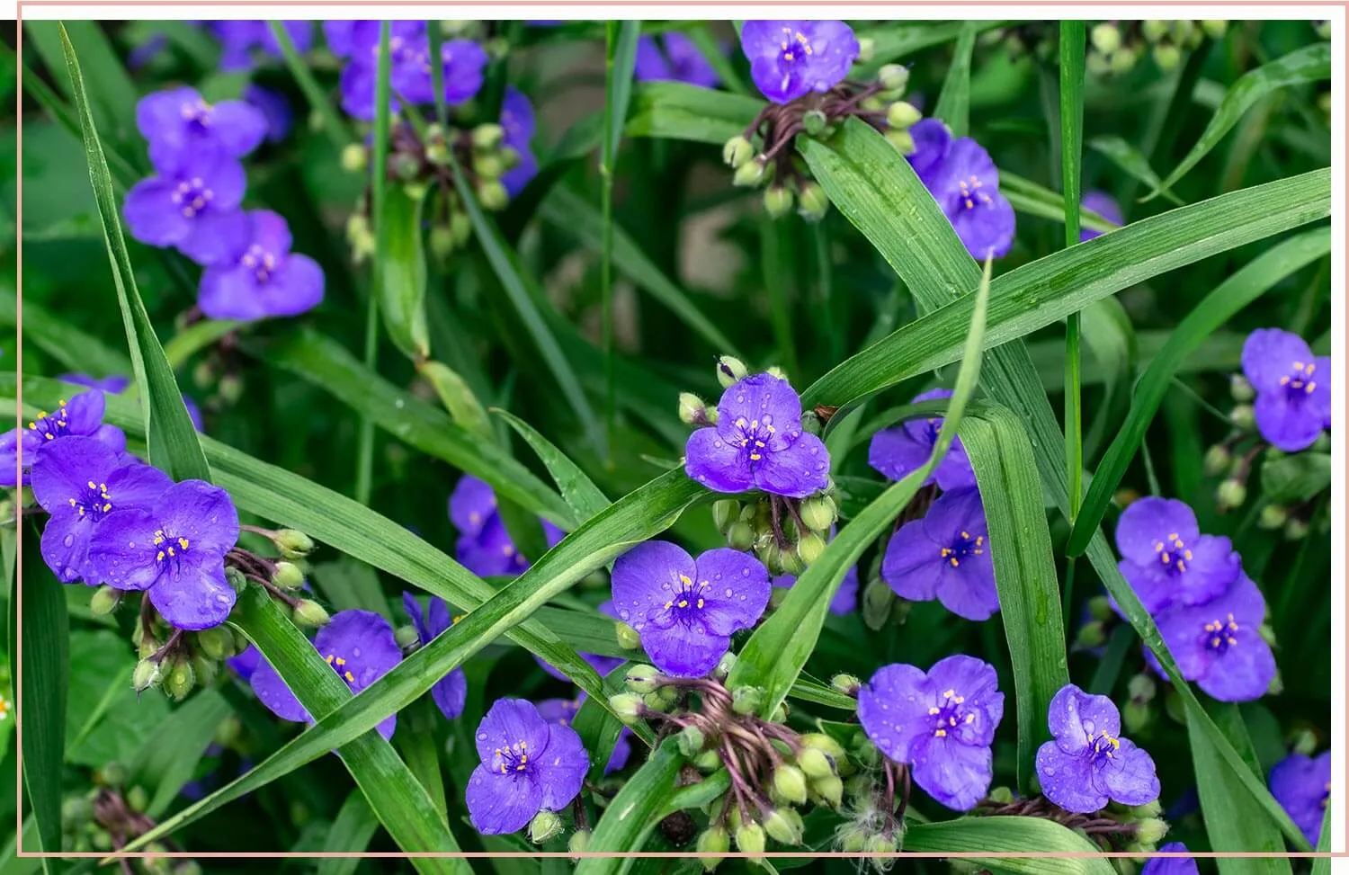 flowering-weeds-and-unexpected-beauty-32-dayflower