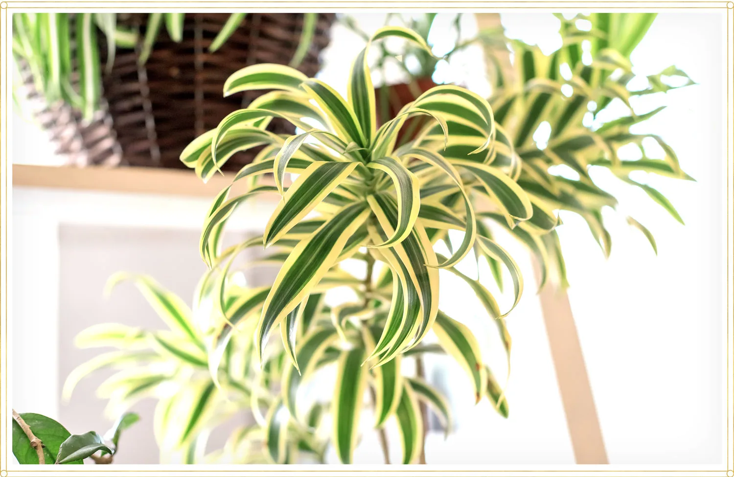 spider-plant-care-chlorophytum-laxum-zebra