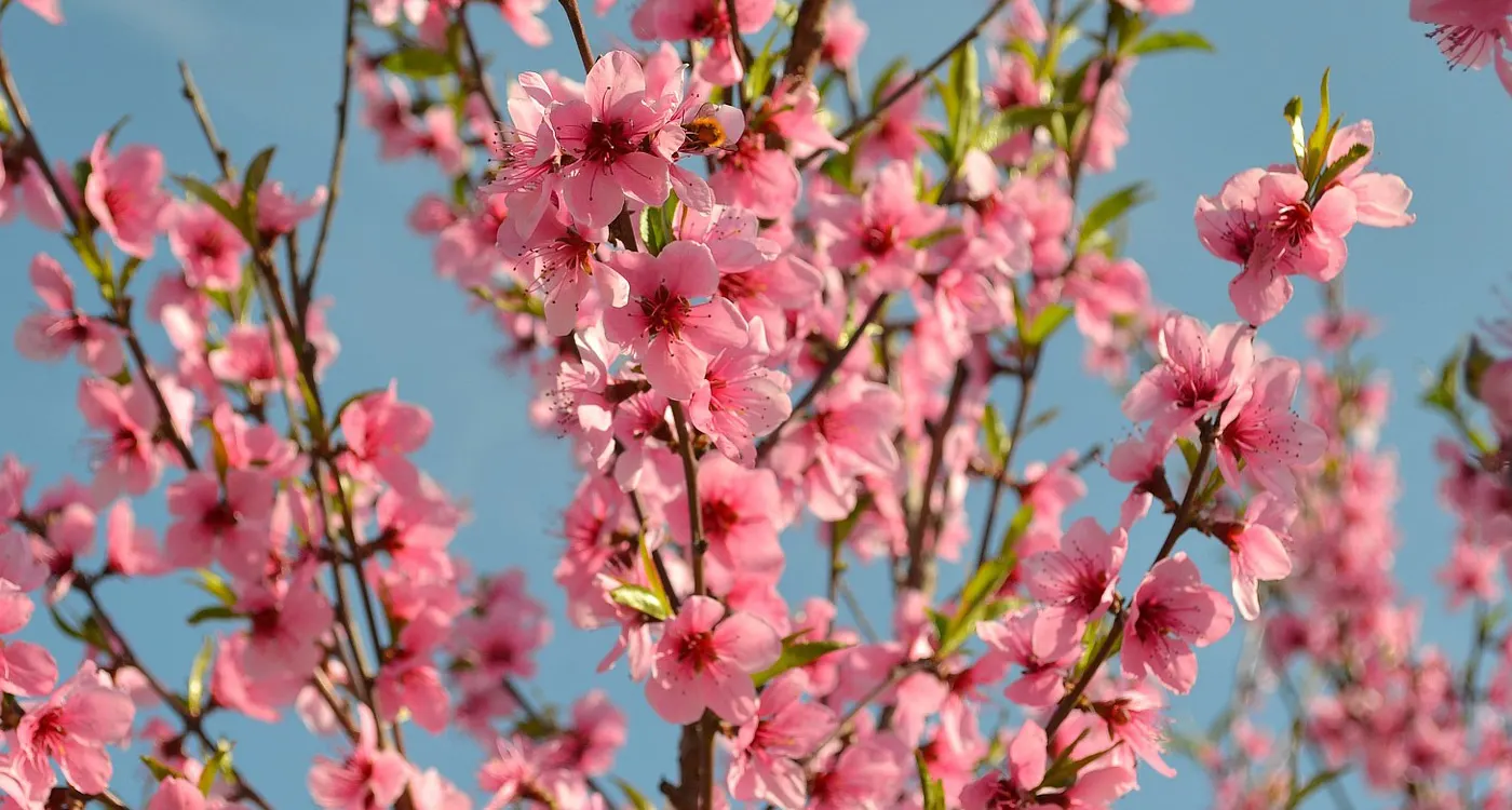 Delaware State Flower – The Peach Blossom