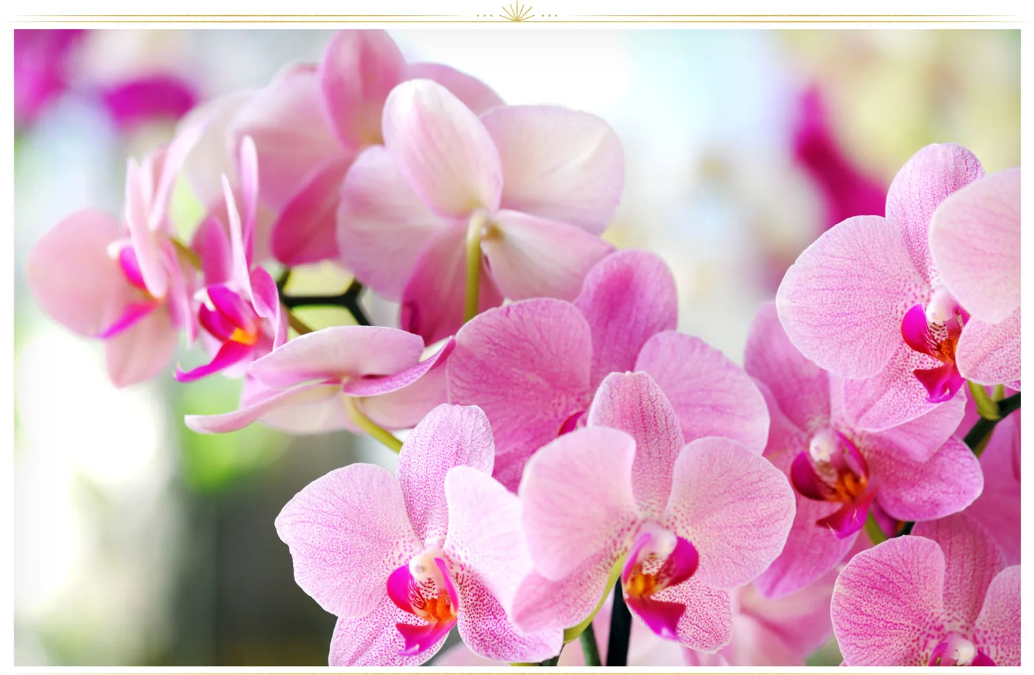 pink-flowers-orchid-1
