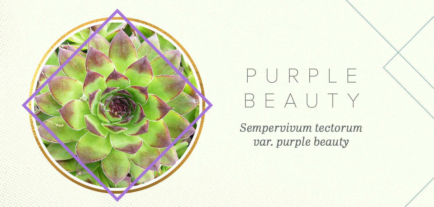 purple colorful succulents sempervivum tectorum