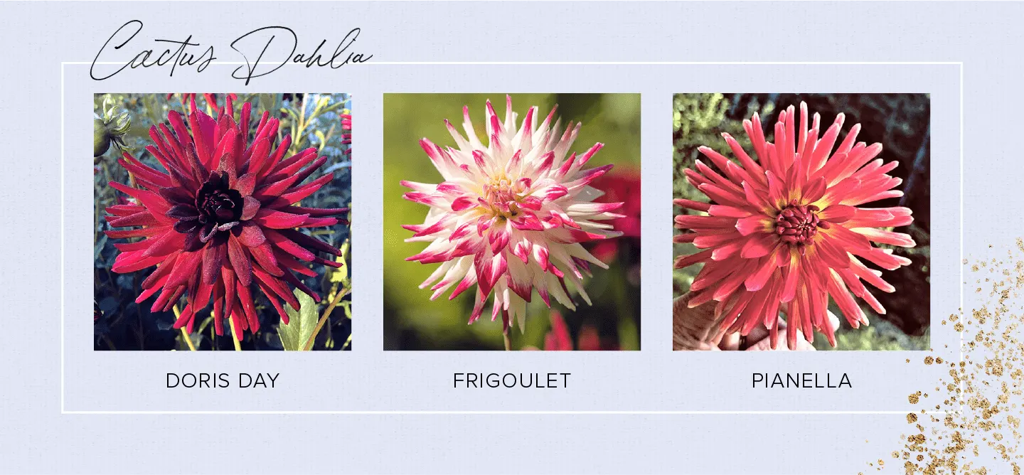 33 Types of Dahlias to Brighten Up Your Garden