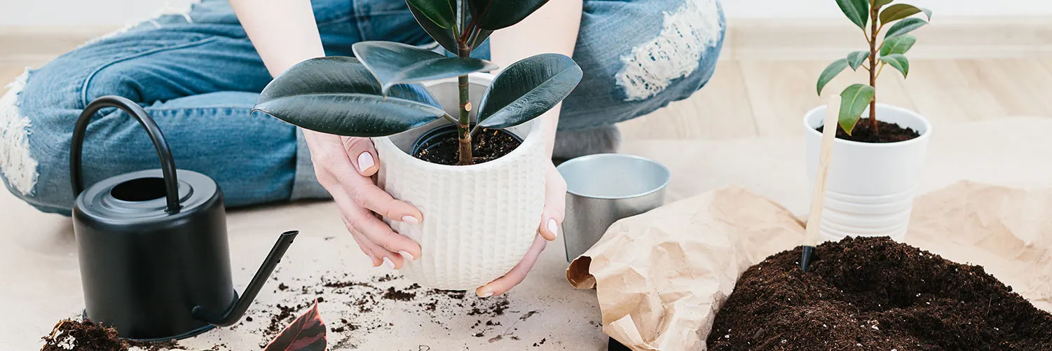 15 Brilliant and Easy Plant Care Tips