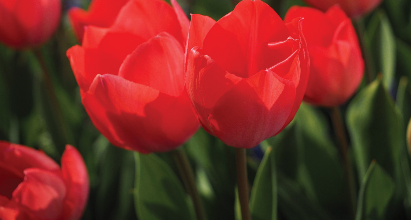 10 Red Flowers for Big, Bold Color in Your Garden