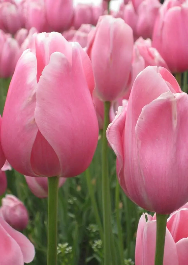 10 Tulip Tips from FTD