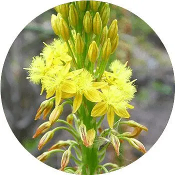 yellow-bulbine-frutescens