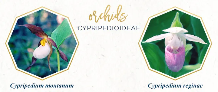 cypripedioideae