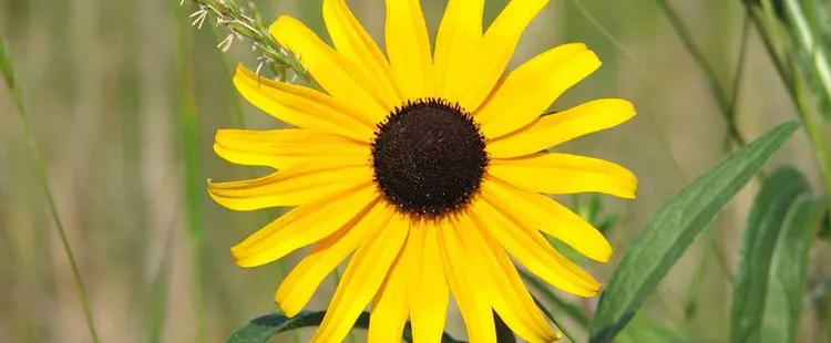 Maryland State Flower - Black-Eyed Susan
