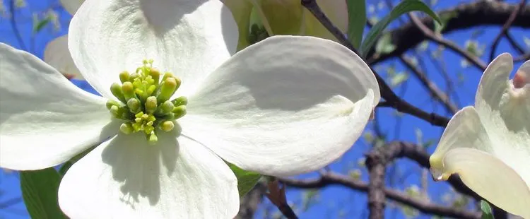 North Carolina State Flower - The Flowering Dogwood