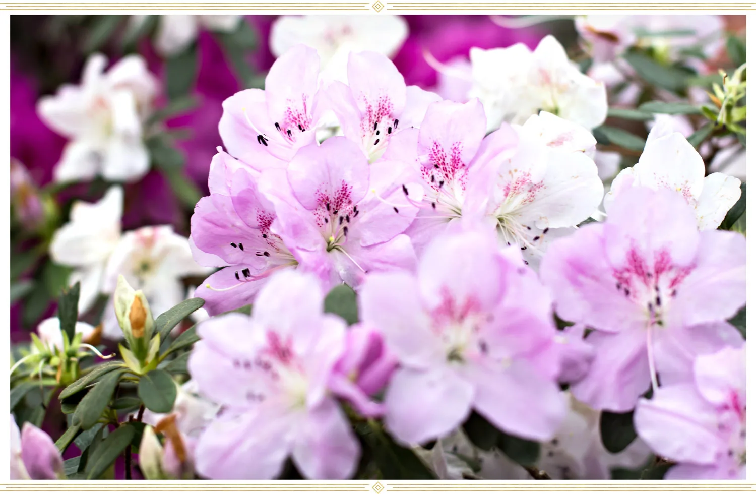 azalea-care-pink-1