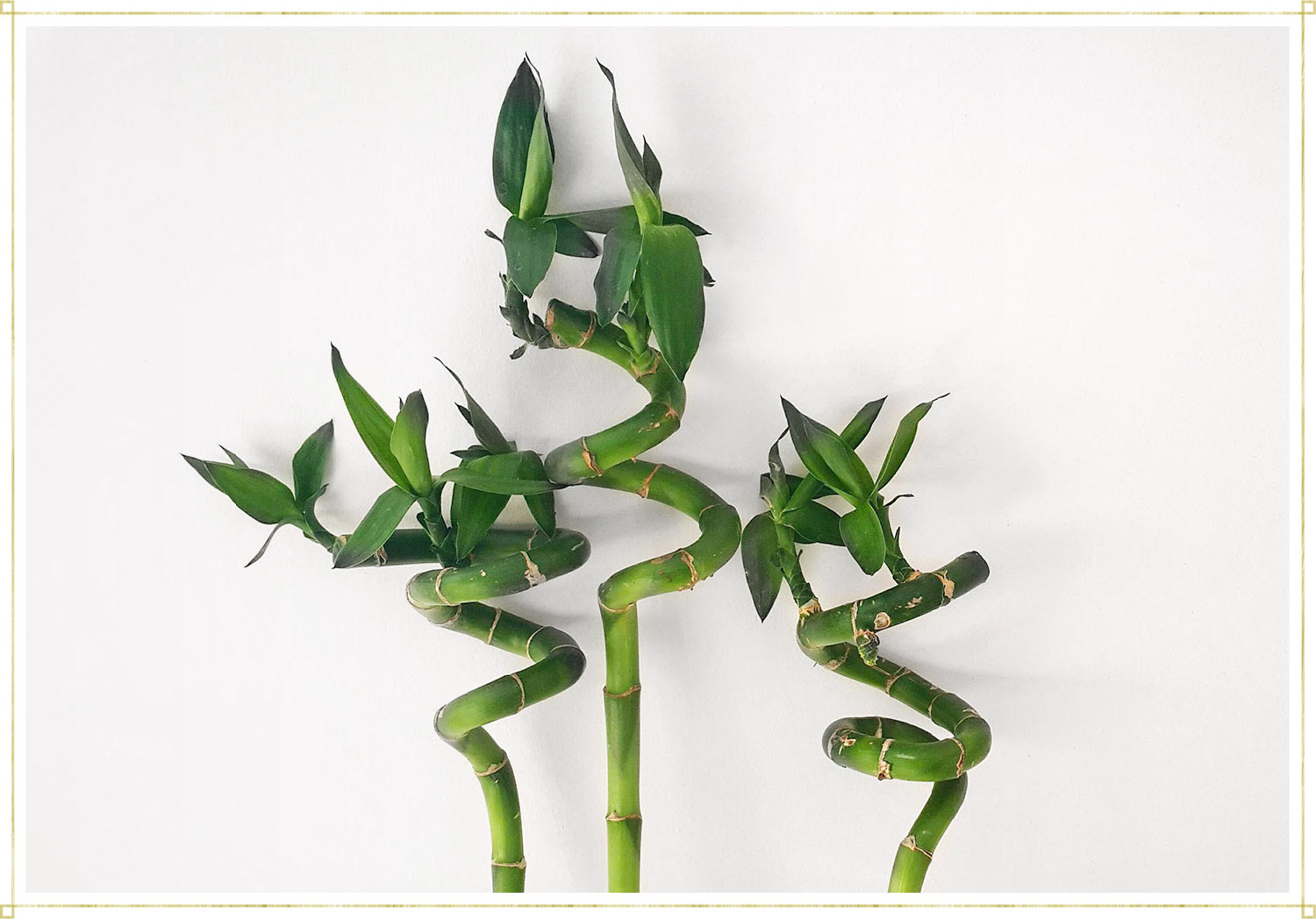 Lucky Bamboo Care Guide Growing Tips + Facts   ProFlowers Blog