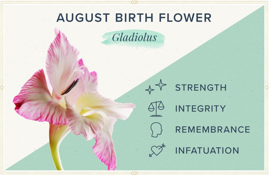 august birth flower gladiolus meaning and symbolism

